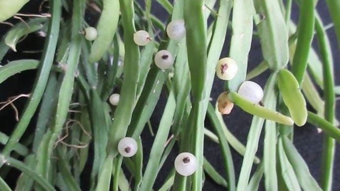 多肉植物リプサリスの実 ピンクサリー(サボテン科多年草)