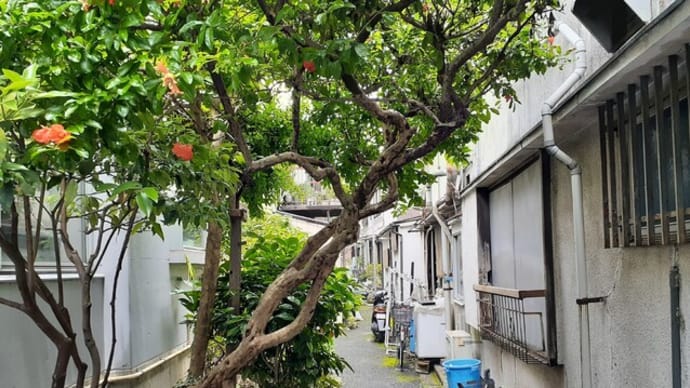 台風明けの池之端の井戸