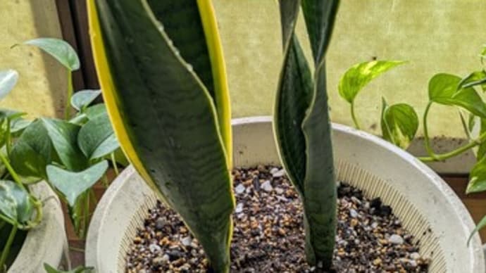 サンセベリアとポトスの植え替え