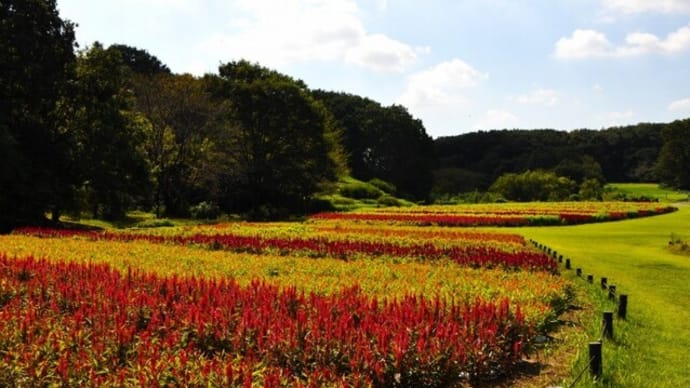 森林公園の羽毛ゲイトウ