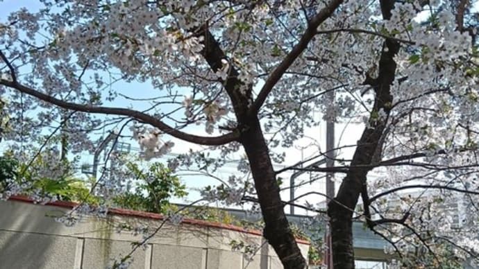 桜便り③
