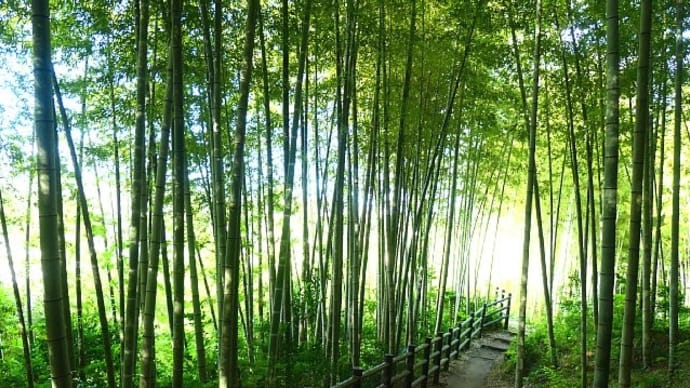 夏の朝涼を求めて竹林を歩く