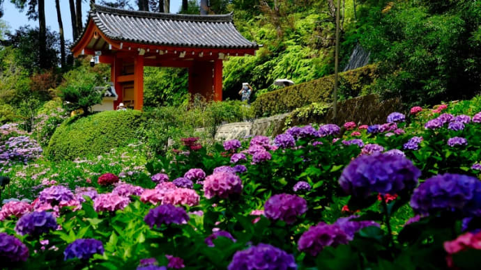 三室戸寺の紫陽花はやはり見事でした