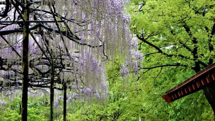 ２０２０・５・６　上田市信濃国分寺史跡公園のカバンの藤。冷たい春の雨にことさら美しく咲く。