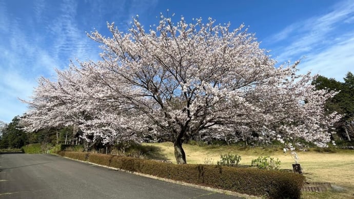 おはなみ