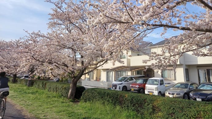 川沿いの桜きれいだの~
