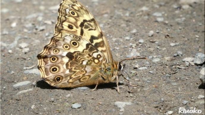 クロヒカゲ、サトキマダラヒカゲ。