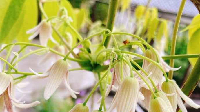 うんべの花が咲きました☆
