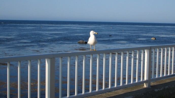 海遊館のウルウル物語