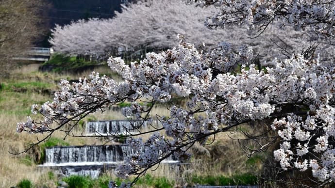 立場川の桜並木