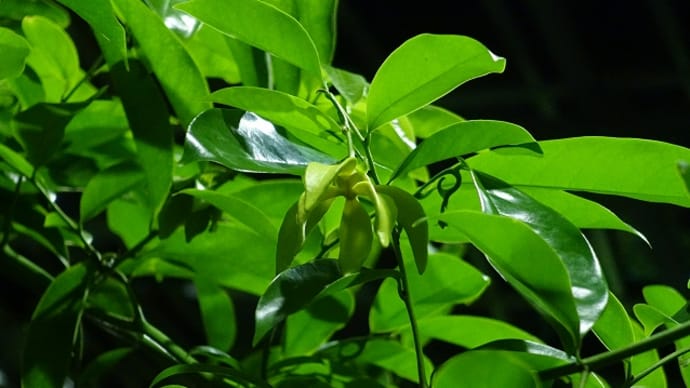シャネル5に使われている花「イランイラン」