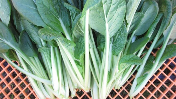 今週の野菜 2020.12.3
