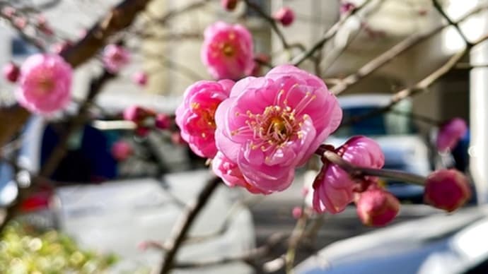 梅が咲き始めた。