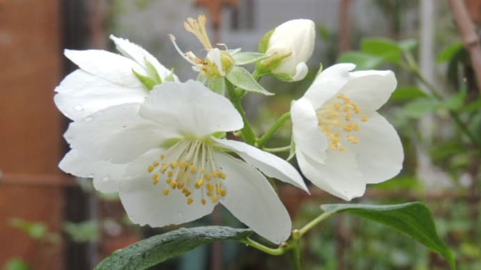 失敗なのか成功なのか*バイカウツギの剪定、今ある花*