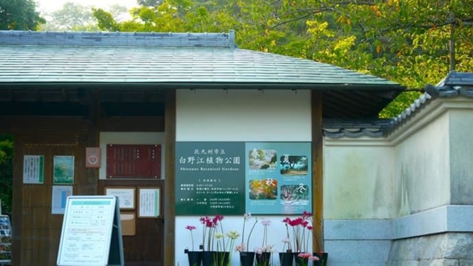 週替りの花!