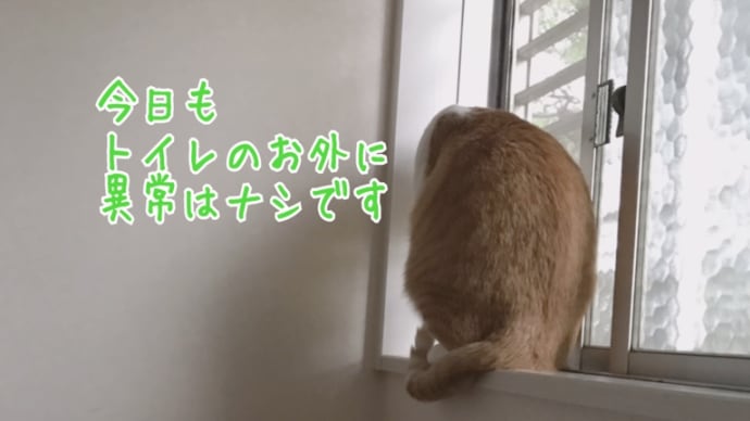 にゃた男が楽しいならそれでいいですわ