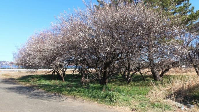 河津桜はまだ咲かない