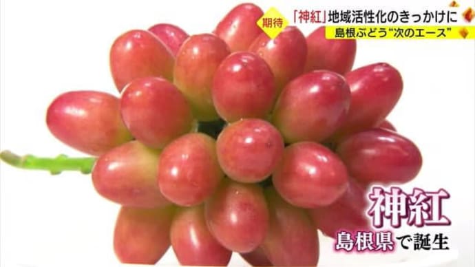 島根県オリジナルのブドウの新品種「神紅（しんく）」2023年9月　日（　）