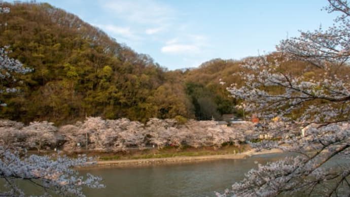やっぱりすごい! “井原堤”の桜並木 岡山県井原市 令和2年4月