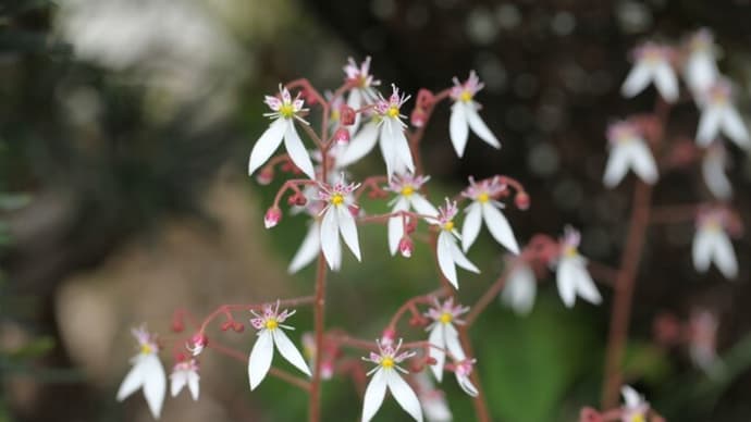 庭の草花 No309