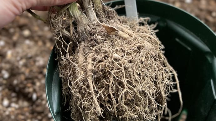 雨の前に乾燥させていたラナンキュラスラックスの鉢から球根を掘り上げました