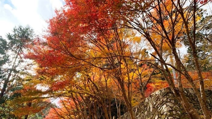 紅葉とワンコの誕生日