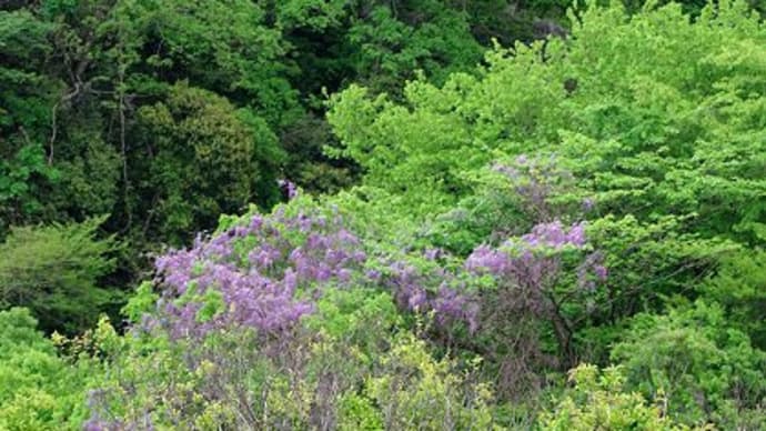 4月最初の教室　ホタルカズラに藤の花咲く