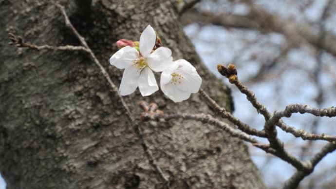 桜の花が咲いたよ!令和五年の春
