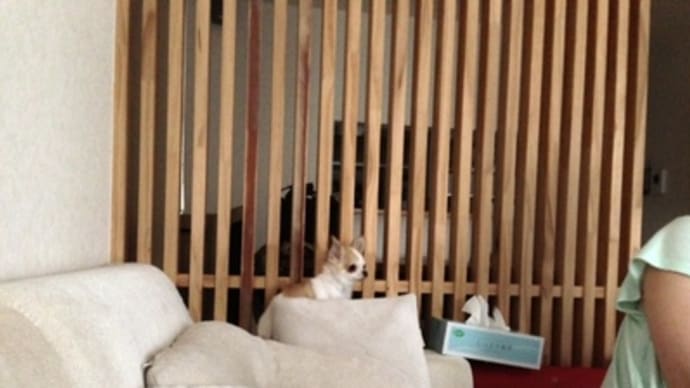 ビビりなイヌ