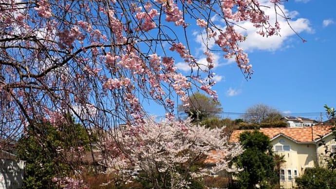 ご近所の春いろ探して花散歩