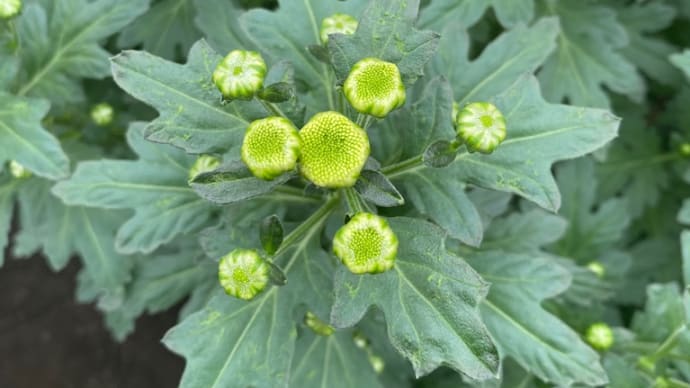 今日の一番花