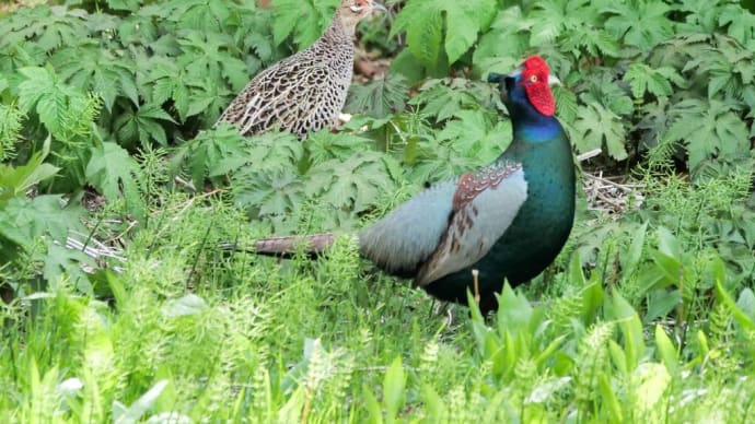 六甲高山植物園の花と鳥
