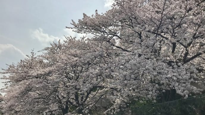 学校の桜