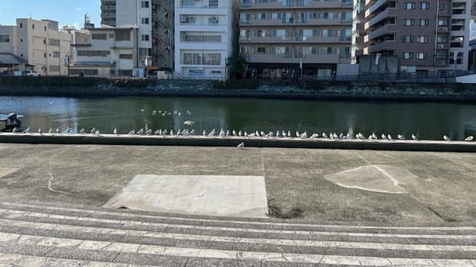 かもめは翔んではないけど・・・