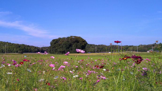 秋桜満開「垂園森」と「依名古神社」にて、蝶を添えて