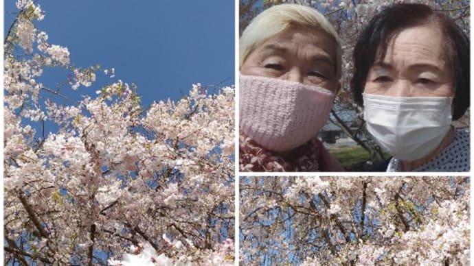 ♪ 富貴の森公園の枝垂れ桜は、 嬉しいことに今日が九分咲き!