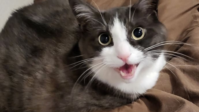 ムギ♂ちゃんのお留守番③