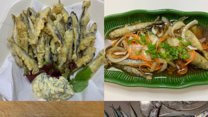 2025年5月6日【北条湾釣行】数ヶ月ぶりに姿を見せてくれた釣りのお供の茶トラ猫達