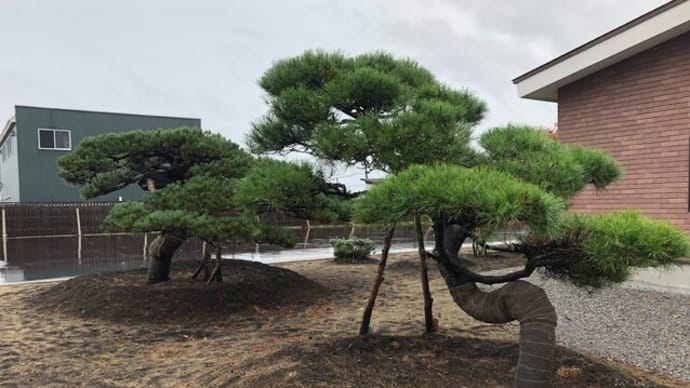 強い雨の朝
