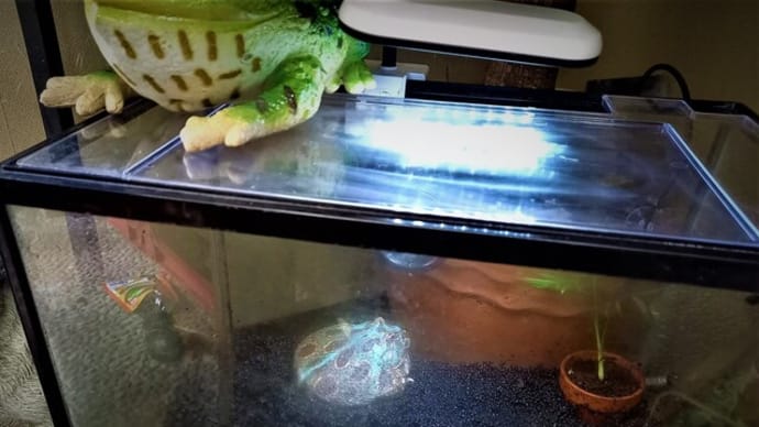 緑ちゃん再デビュー!