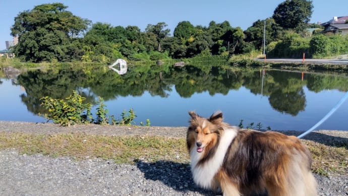 久しぶりに上江津湖へ行きました🐶
