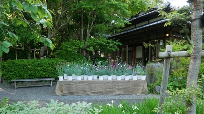 ダイアンサスのミニ展示