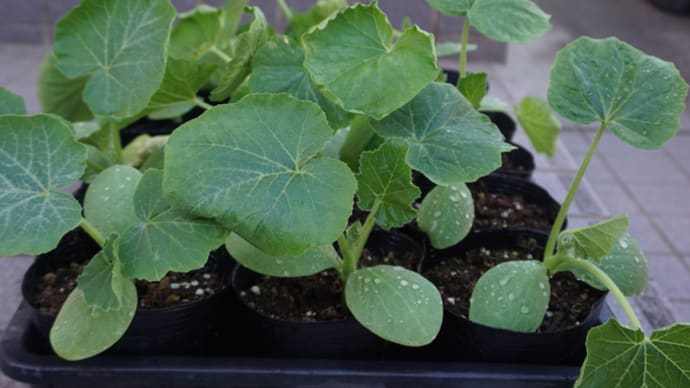 カボチャ、そろそろ植え付けです~