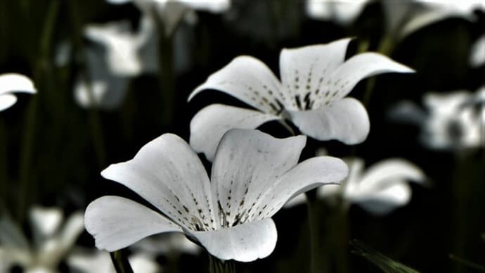 白花ムギナデシコ