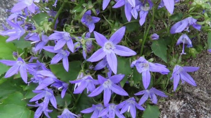 星形の青い花２種