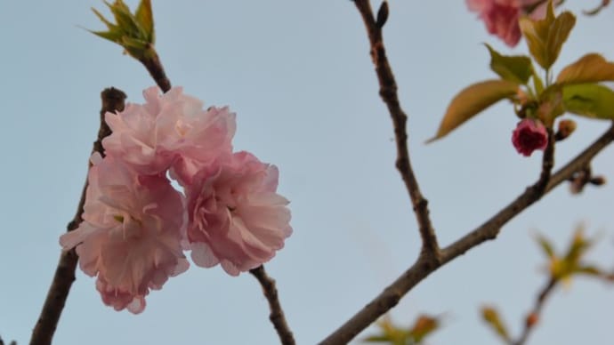 八重紅虎の尾・開花中4.09