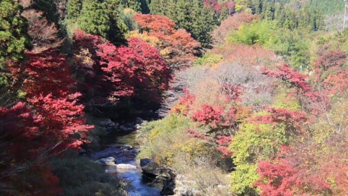 紅葉狩り~大井平公園