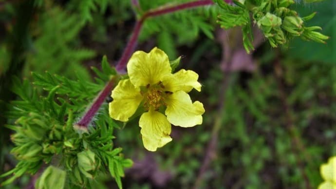 カワラサイコ(河原柴胡)キクイモ(菊芋)キタキチョウ・キボシカミキリ・俳句鑑賞