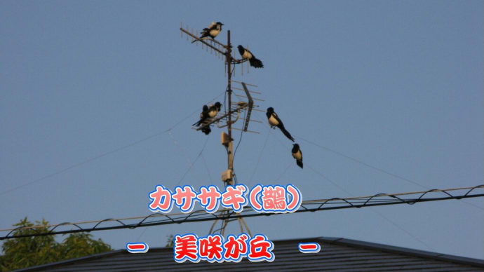 小次郎と動物-カササギ(鵲)-