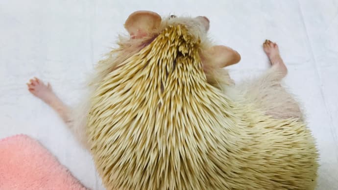 ハリネズミ 介護日記 9月3日